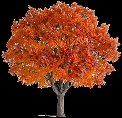 Maple