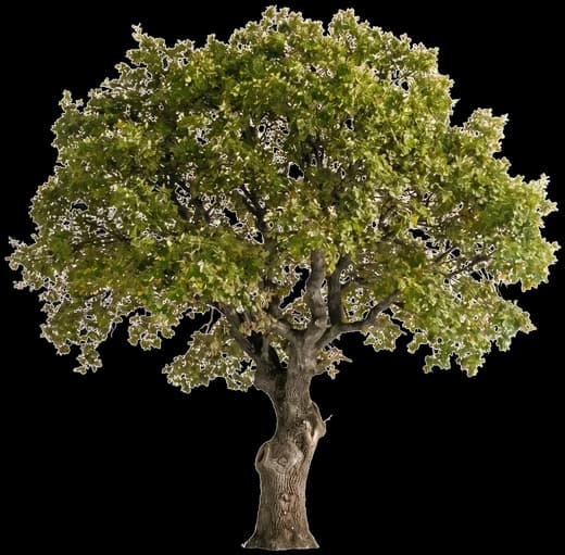 Oak