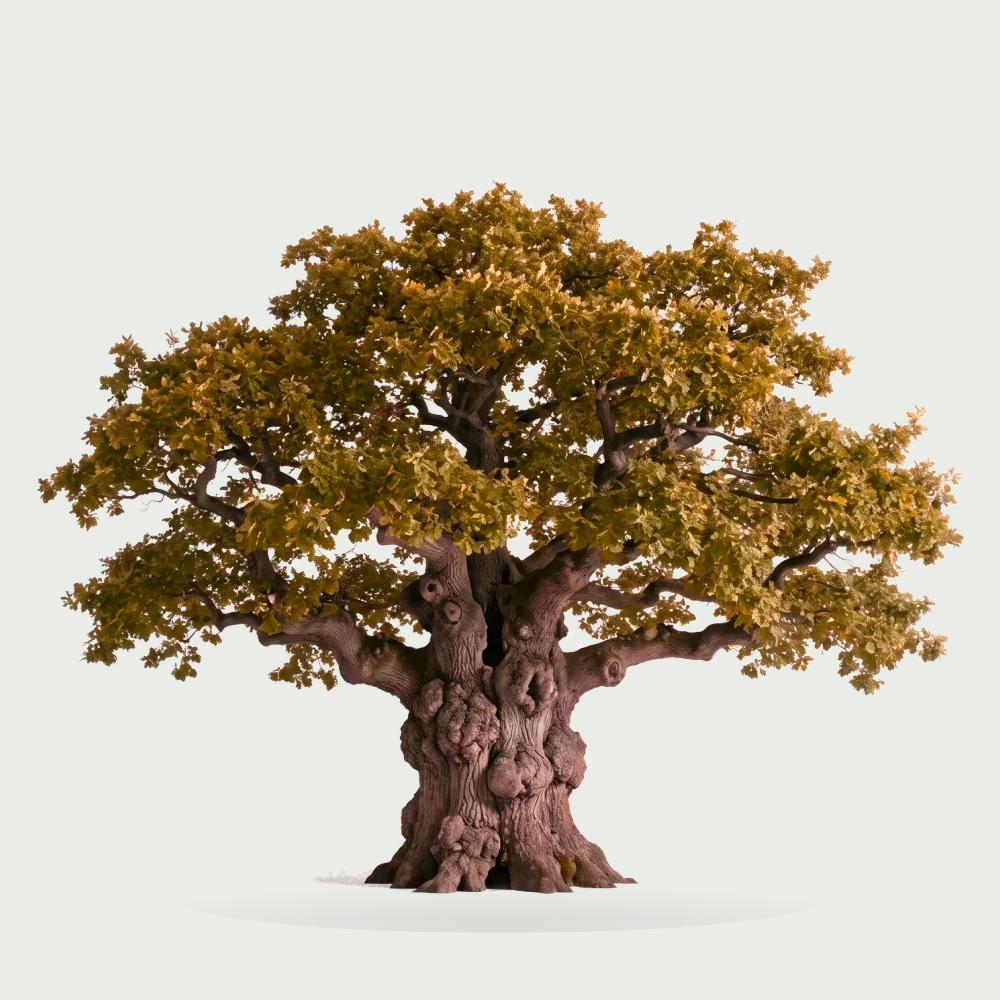 Tree #00001 — Oak
