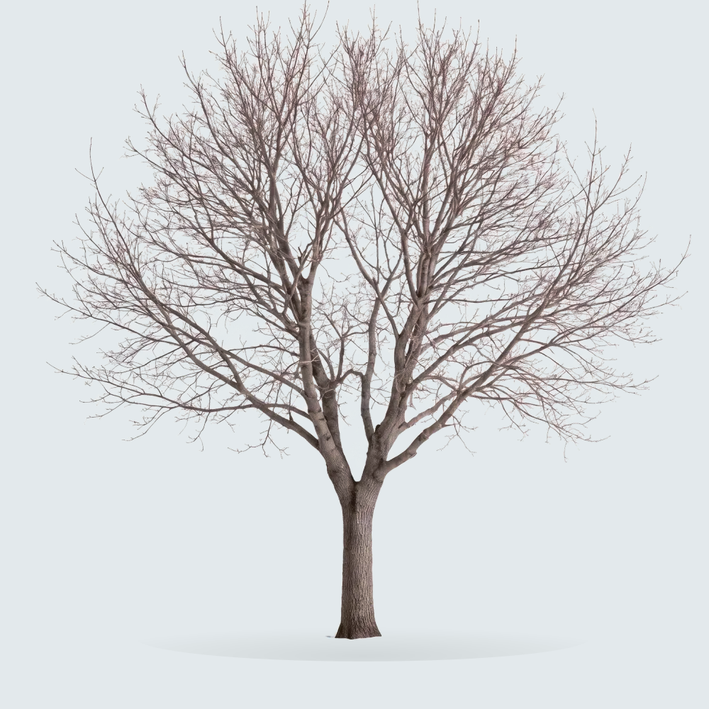 Tree #00002 — Maple