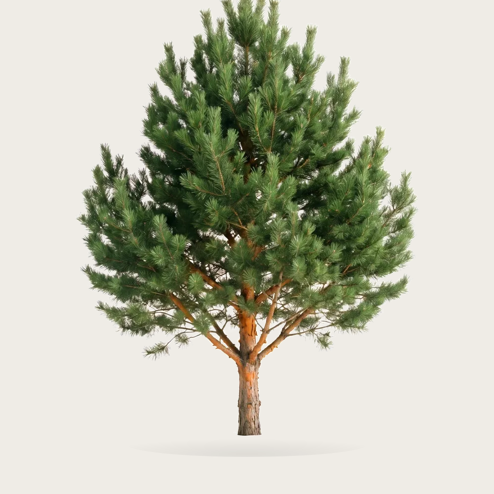Tree #00011 — Pine