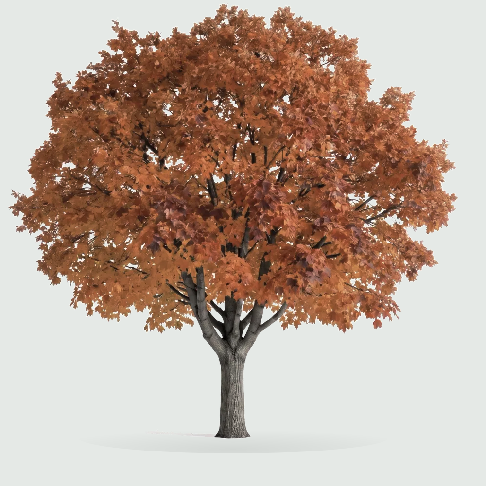 Tree #00101