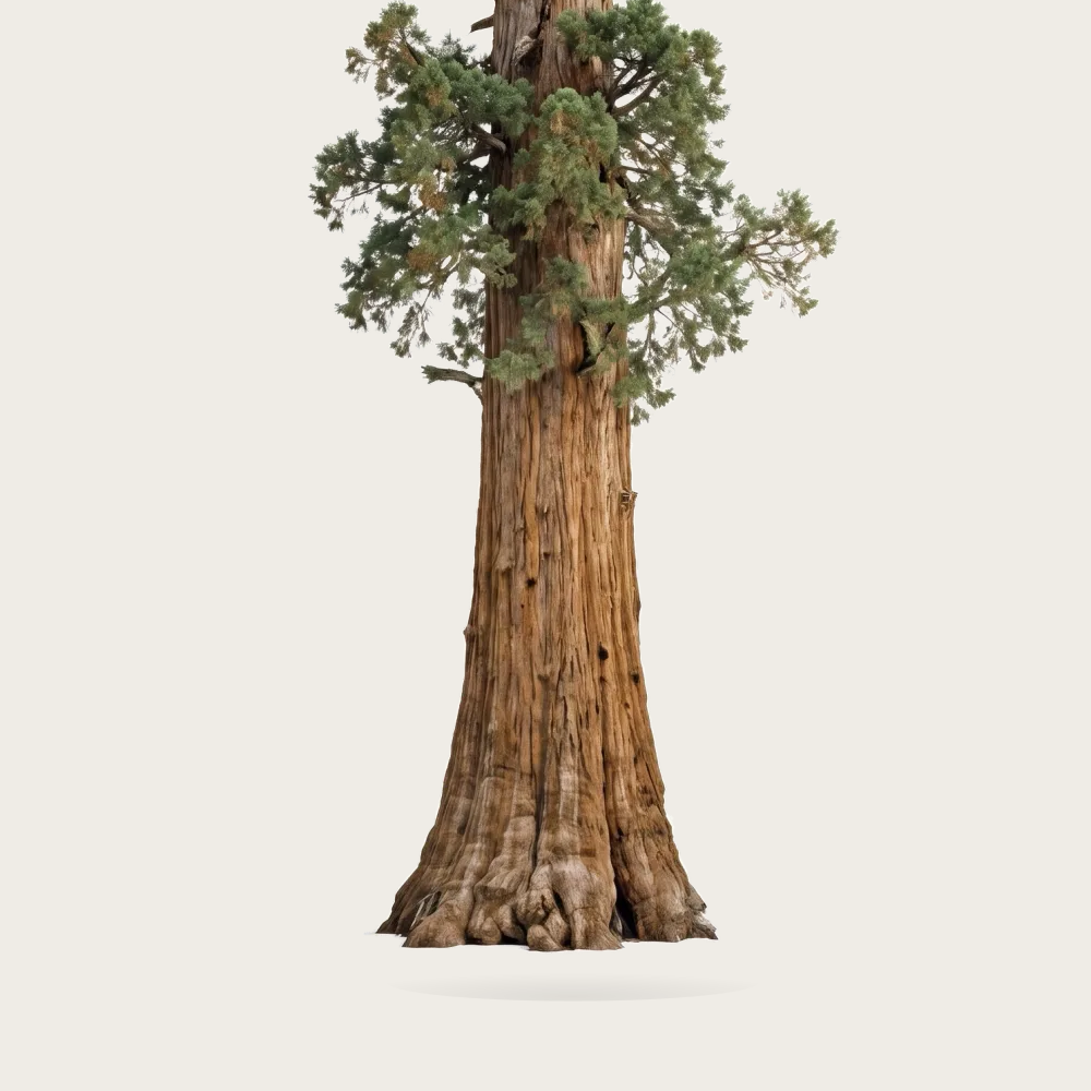 Tree #00102