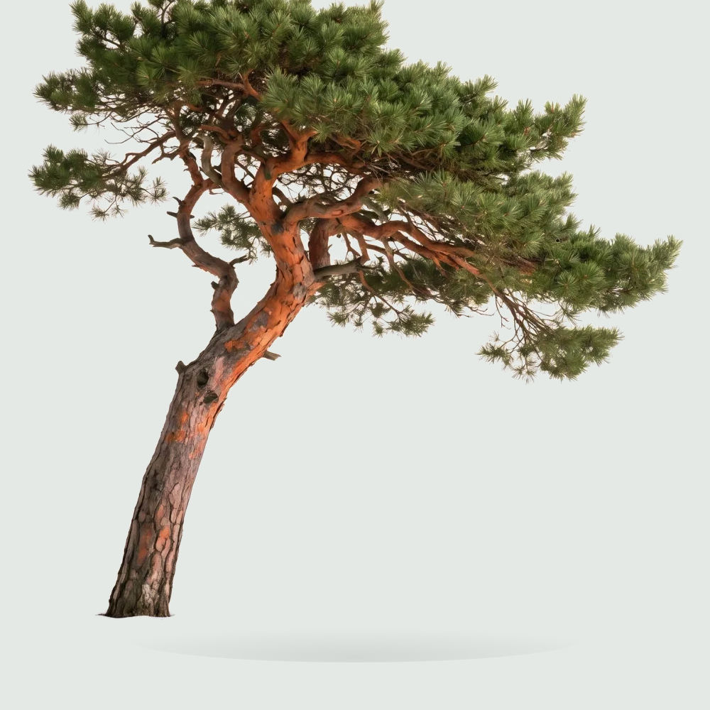 Tree #00117