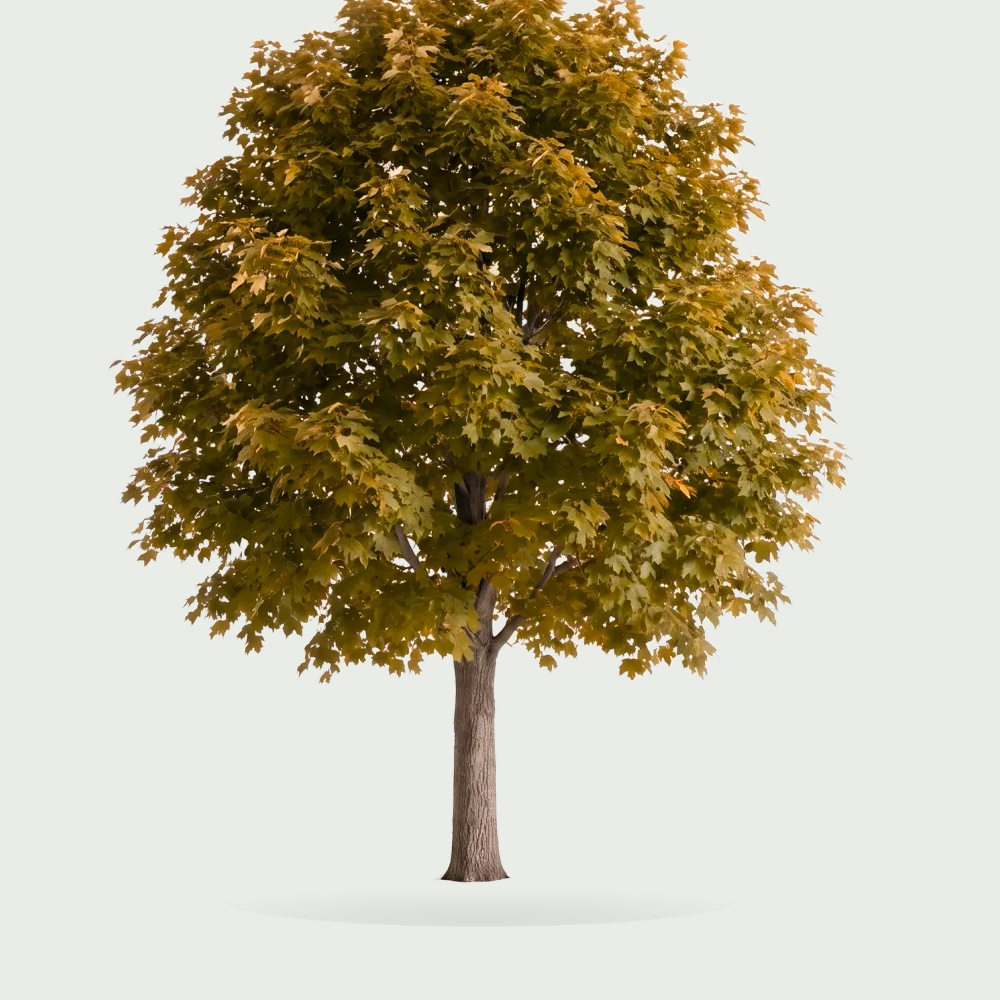 Tree #00118