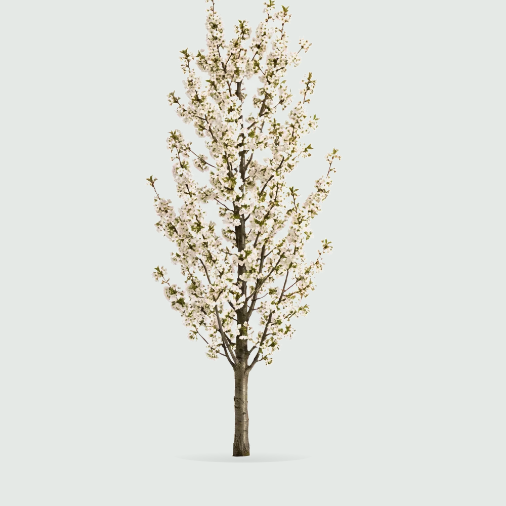 Tree #00013 — Sakura