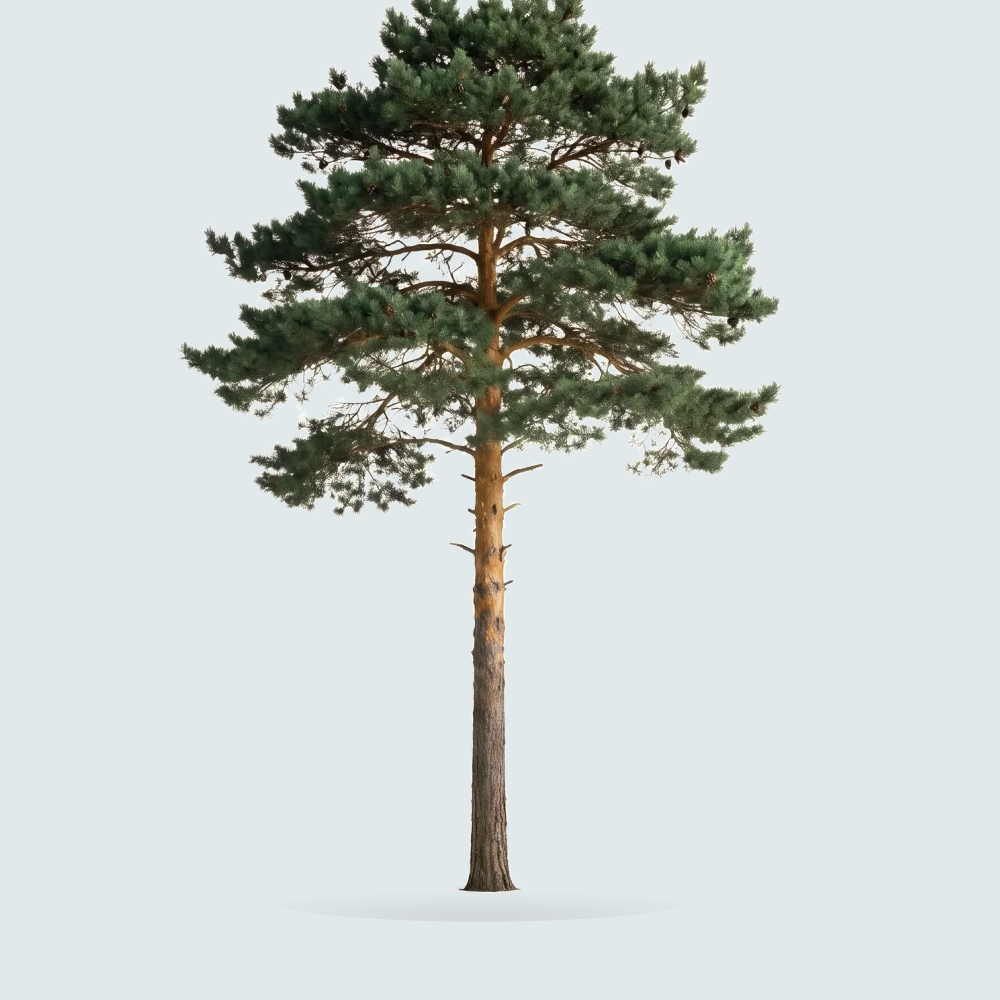 Tree #00121