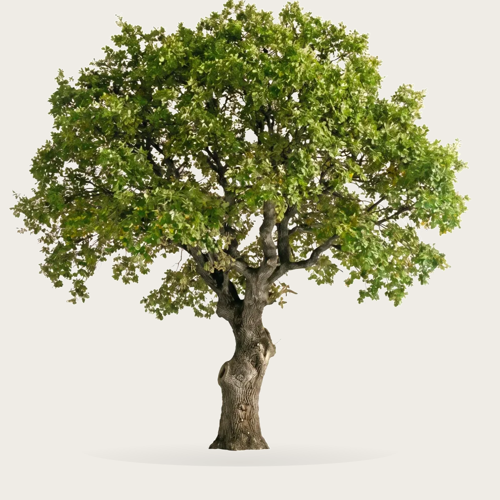 Tree #00125