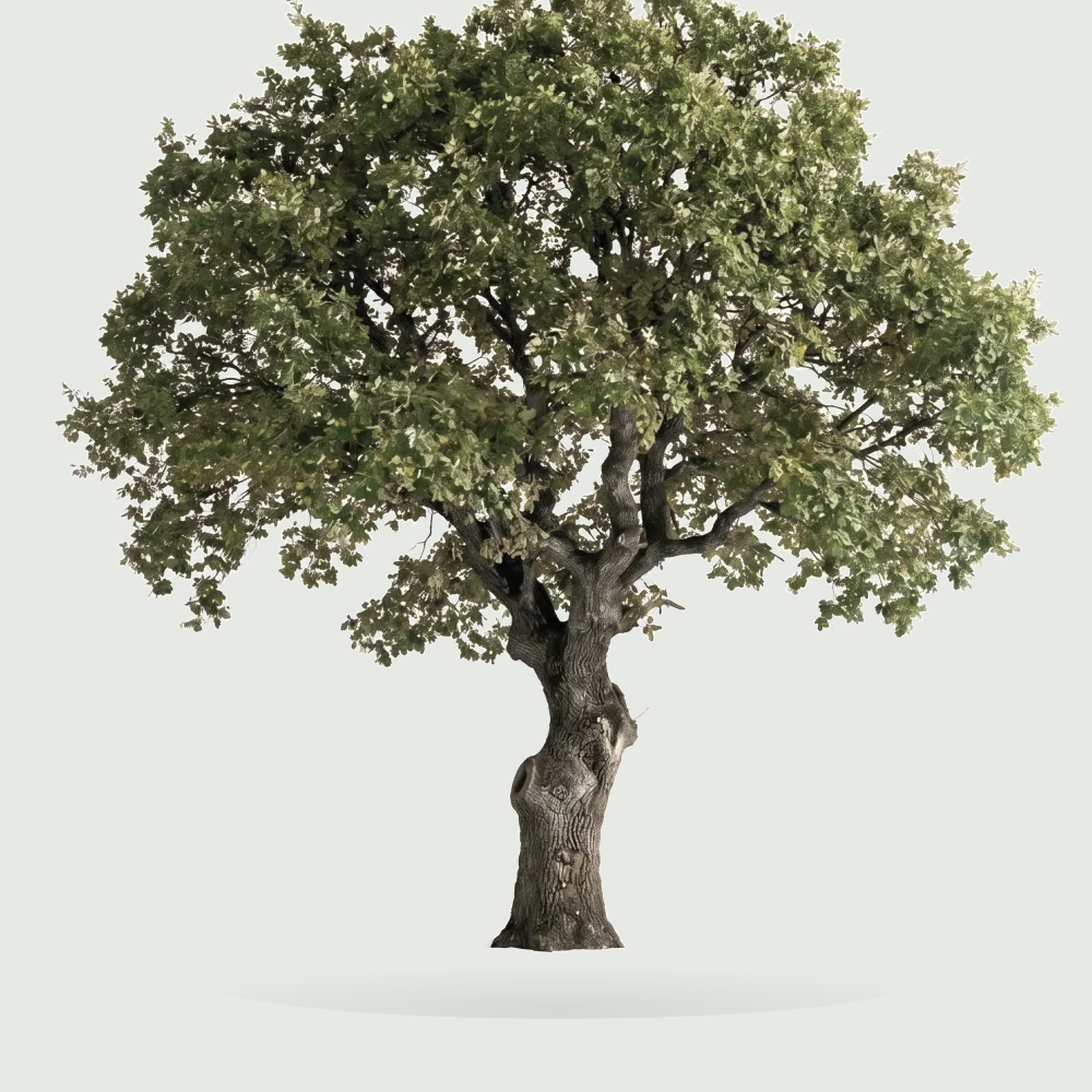 Tree #00014 — Oak