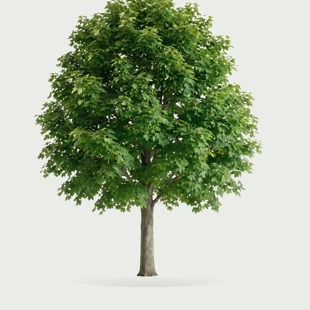 Tree #00133