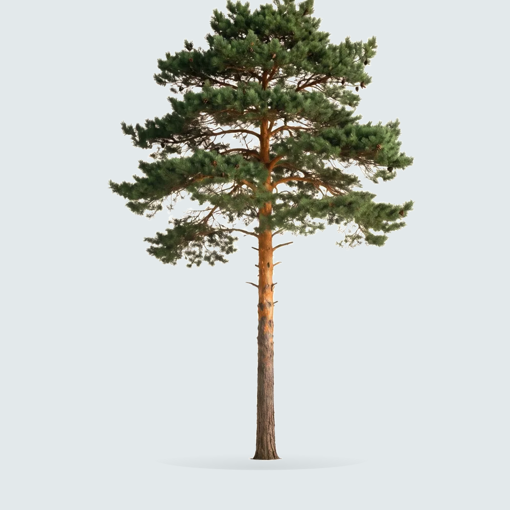 Tree #00141