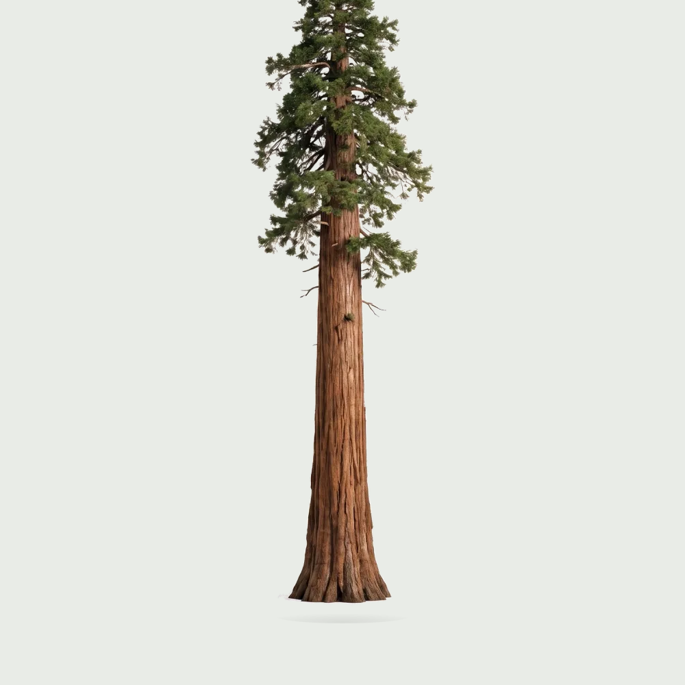 Tree #00143