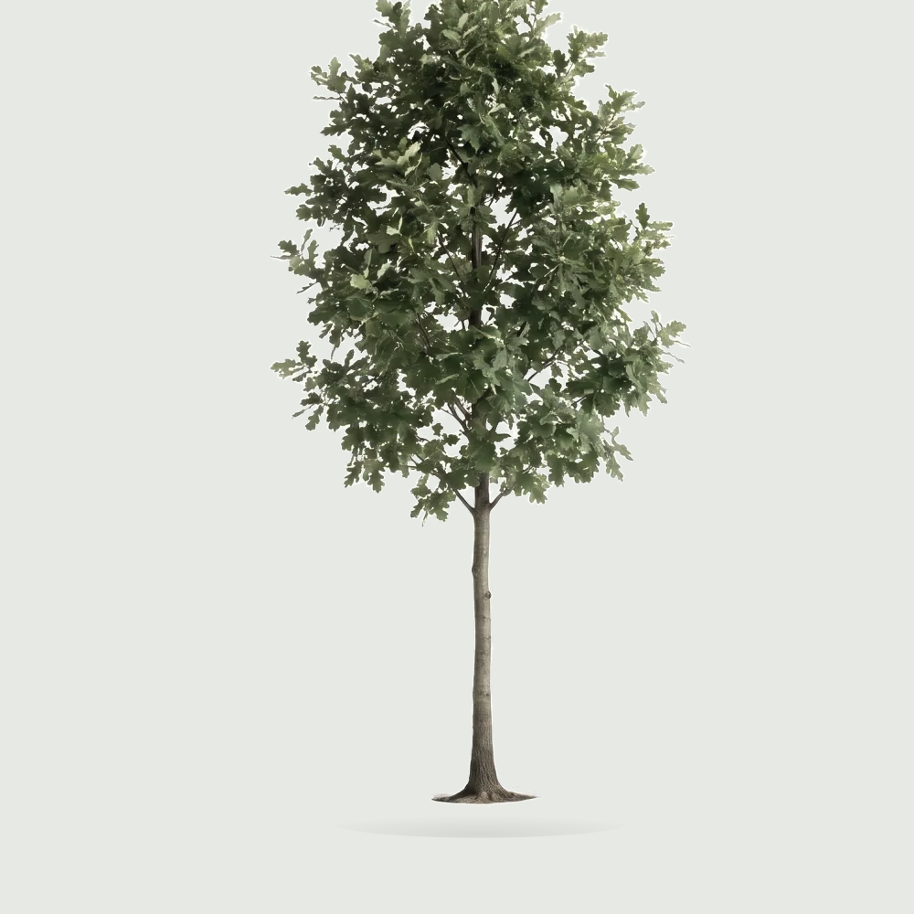 Tree #00144