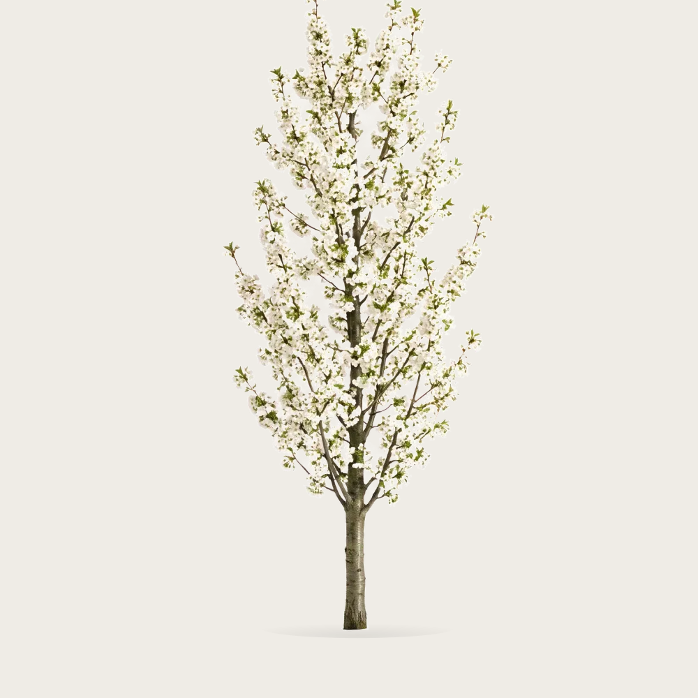 Tree #00145