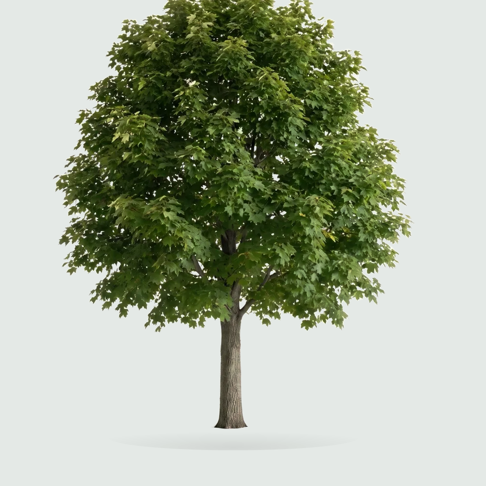 Tree #00146