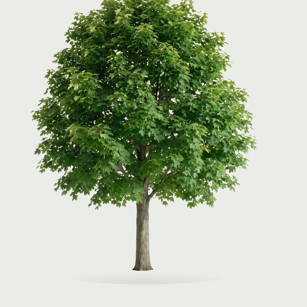 Tree #00152