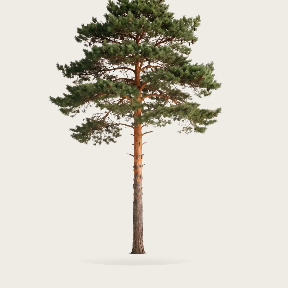 Tree #00153
