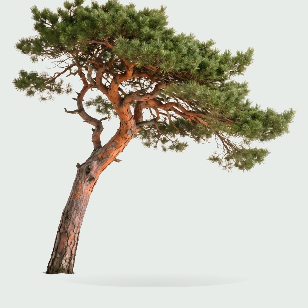 Tree #00155