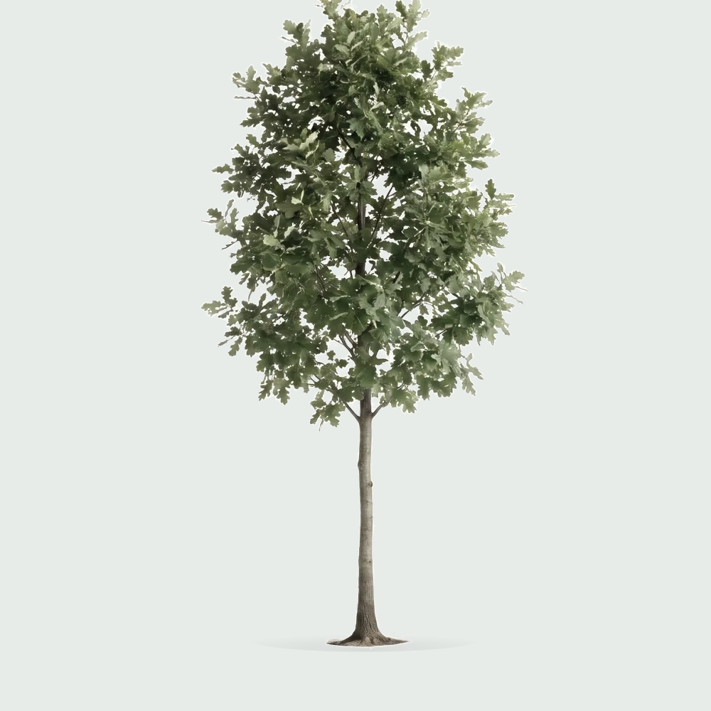 Tree #00017 — Oak