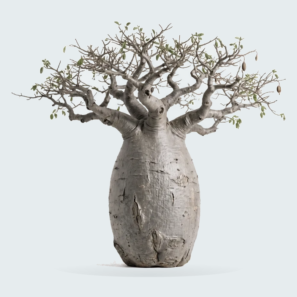 Tree #00165