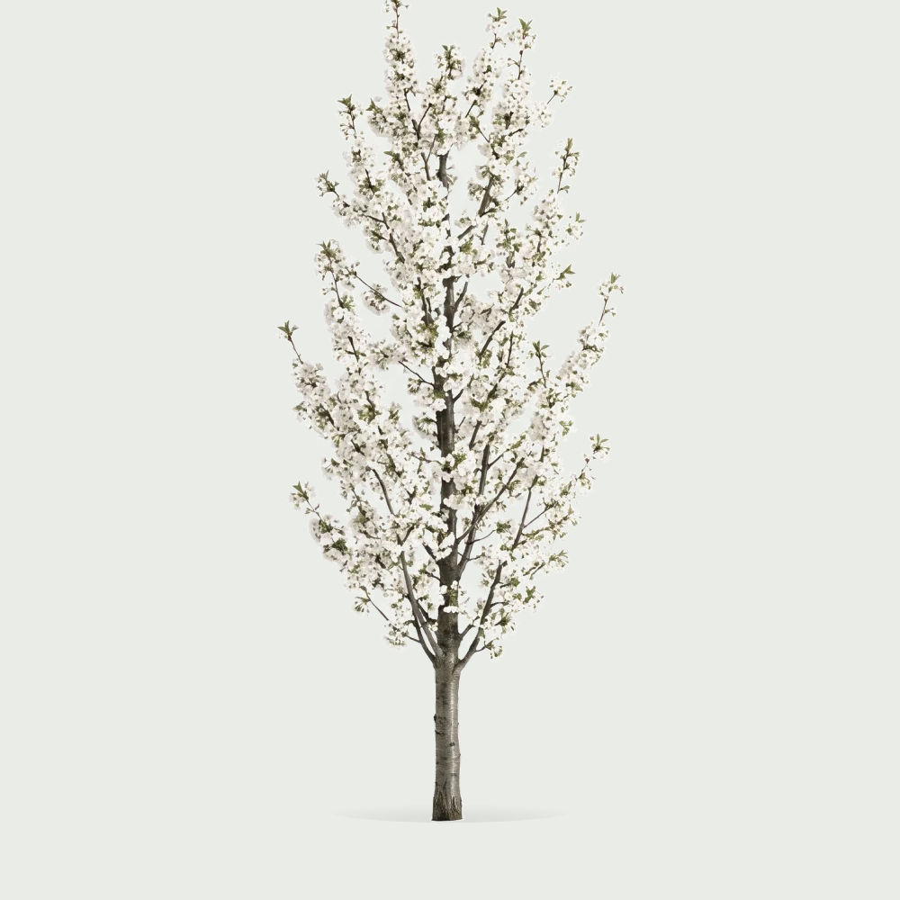 Tree #00169