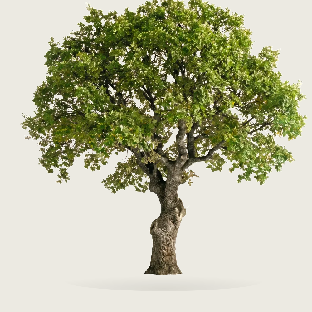 Tree #00018 — Oak