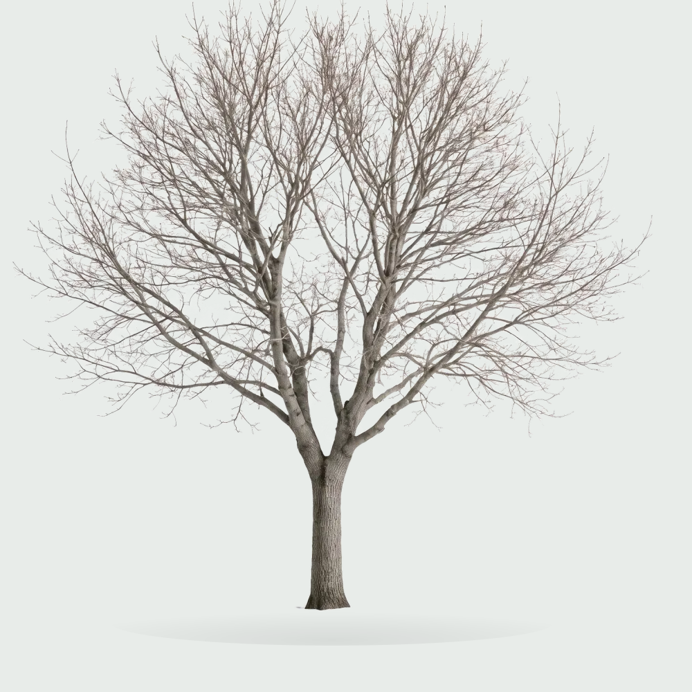 Tree #00174