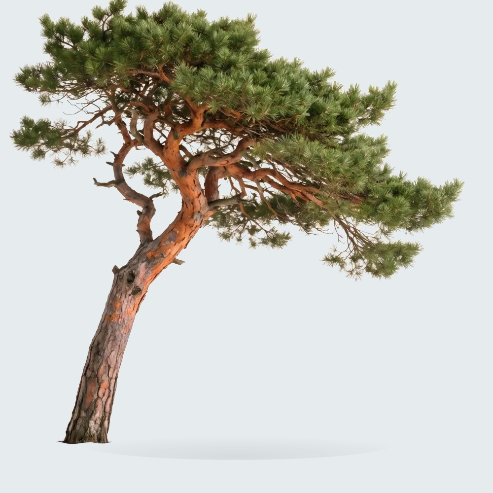Tree #00177