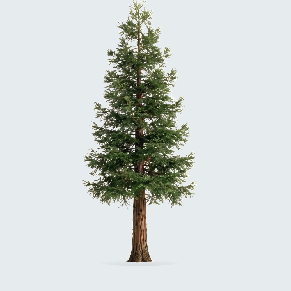 Tree #00178