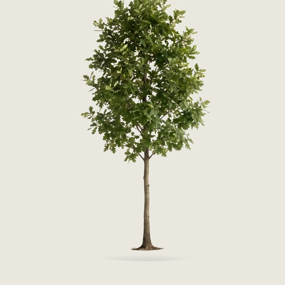 Tree #00180