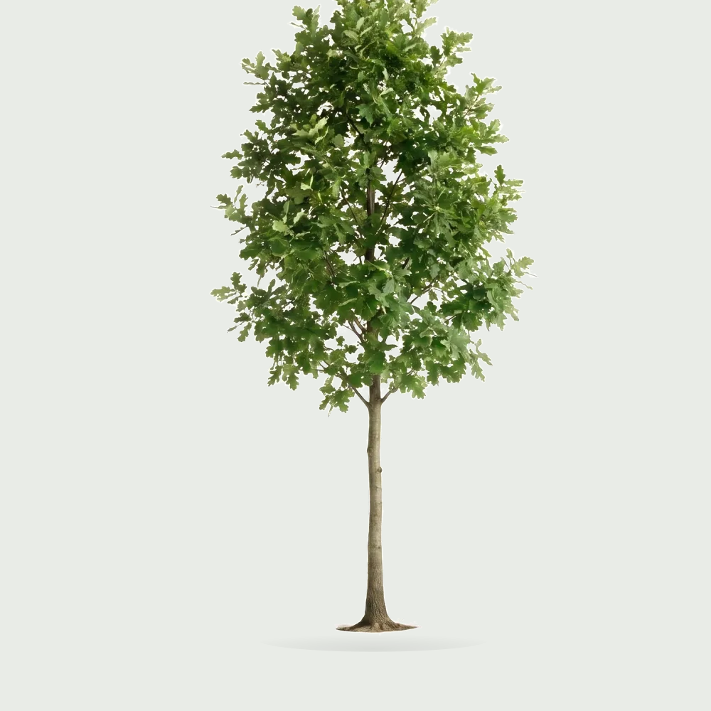 Tree #00019 — Oak