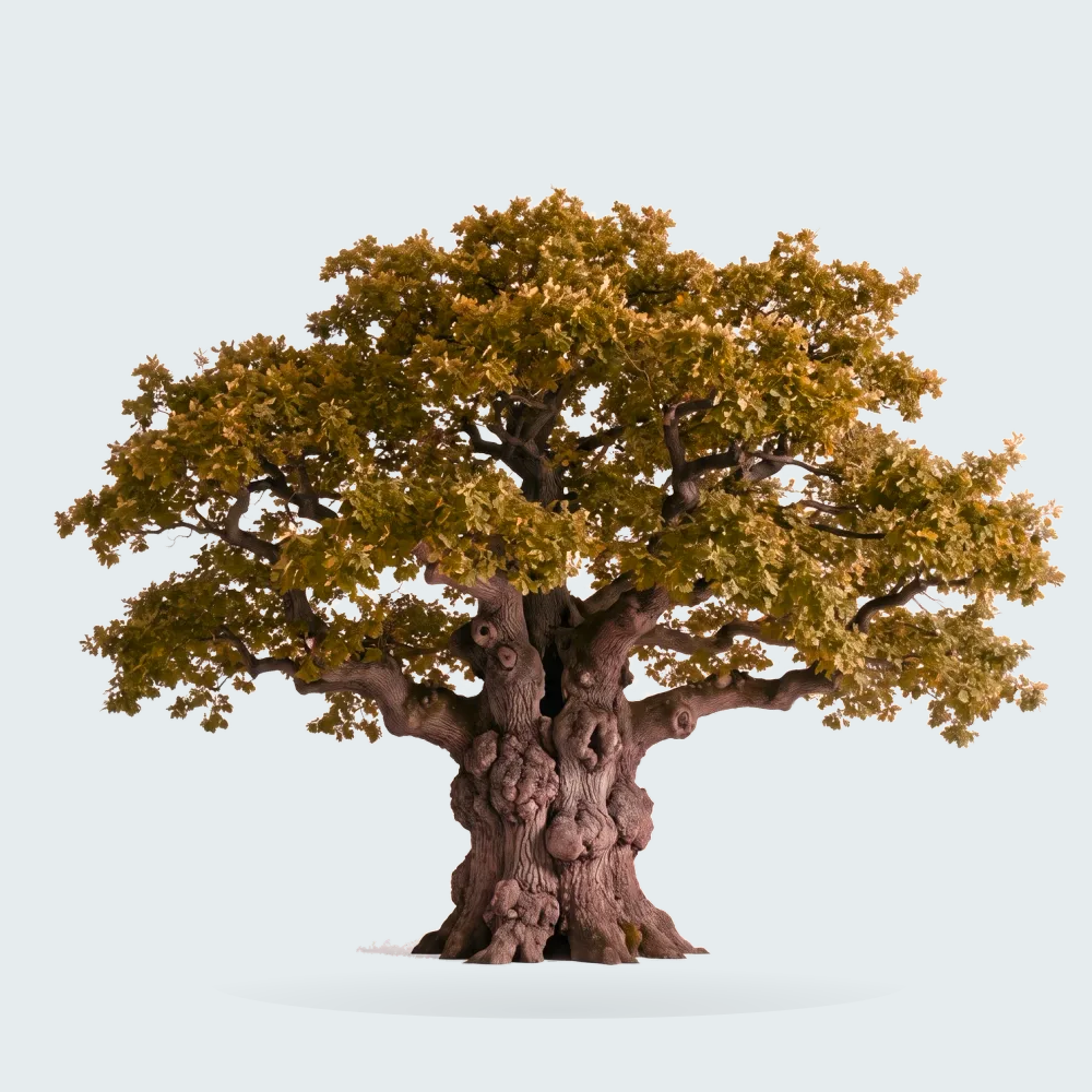 Tree #00182