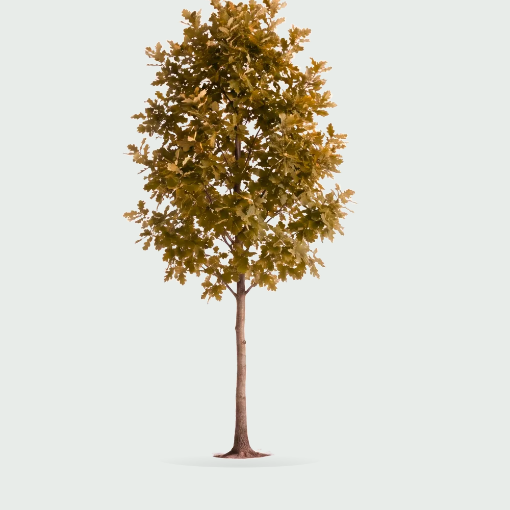 Tree #00187