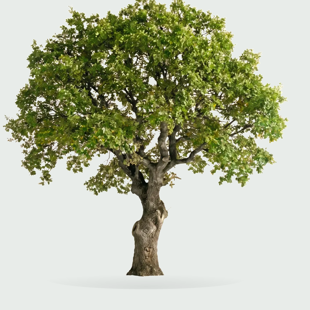 Tree #00189