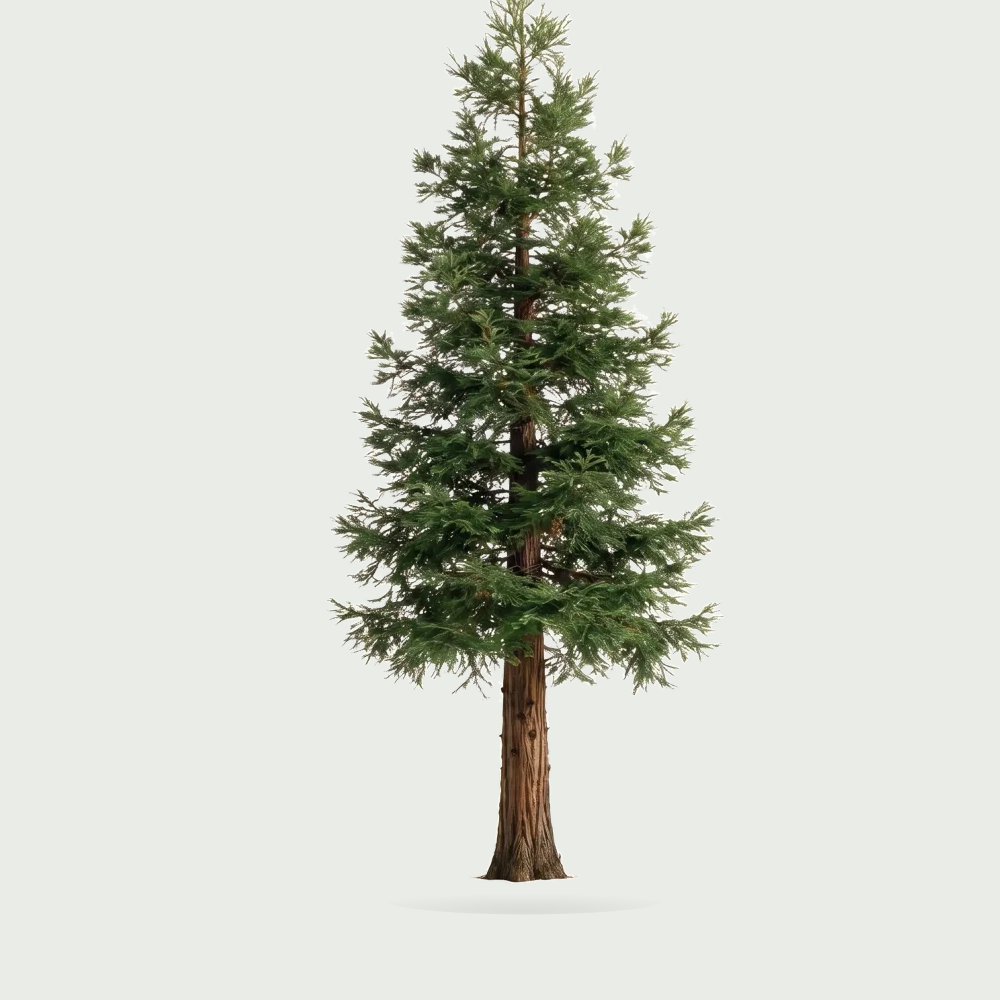 Tree #00190