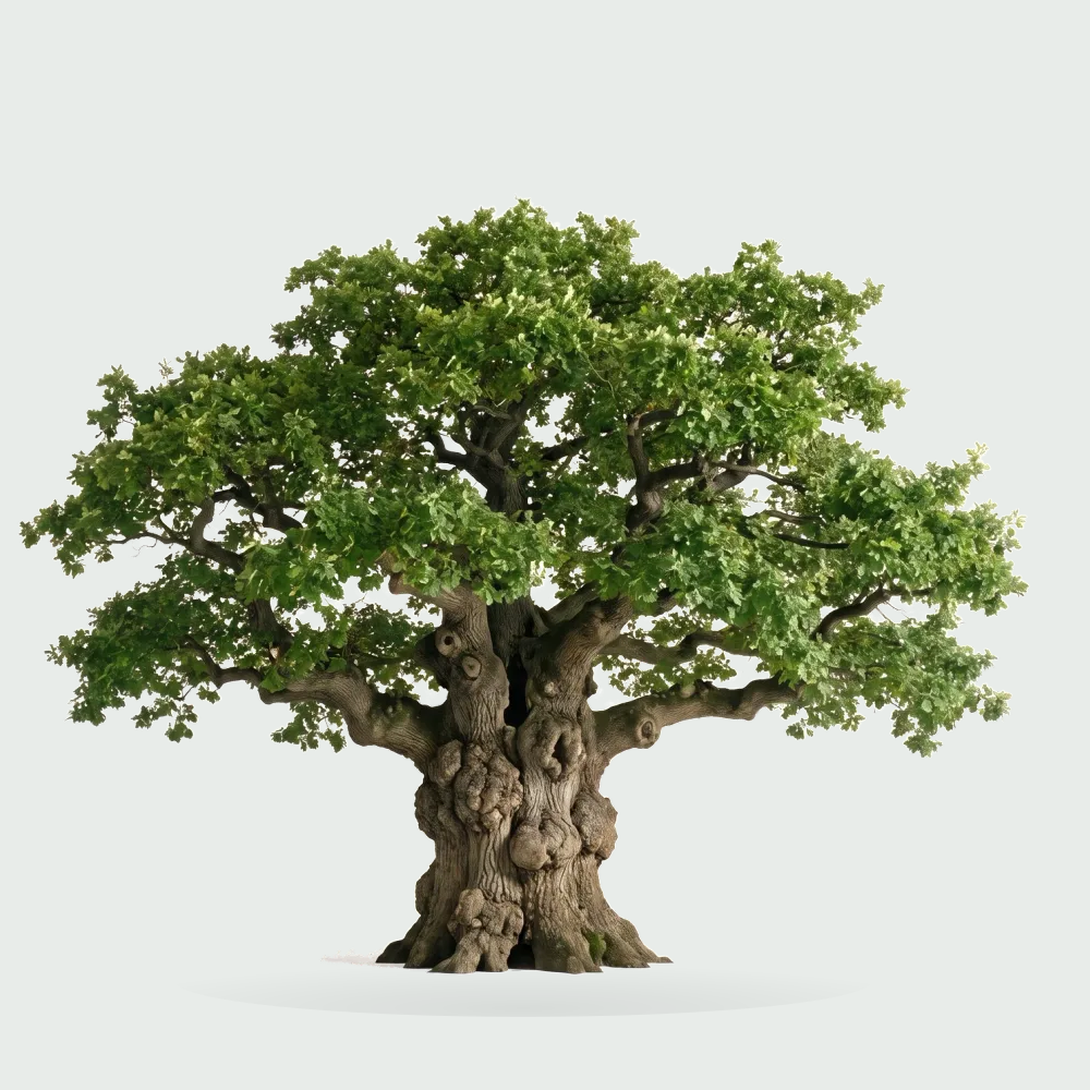 Tree #00020 — Oak