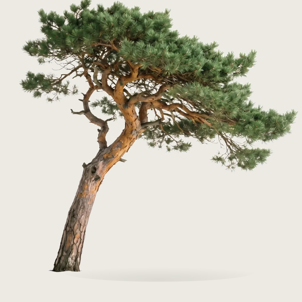 Tree #00193