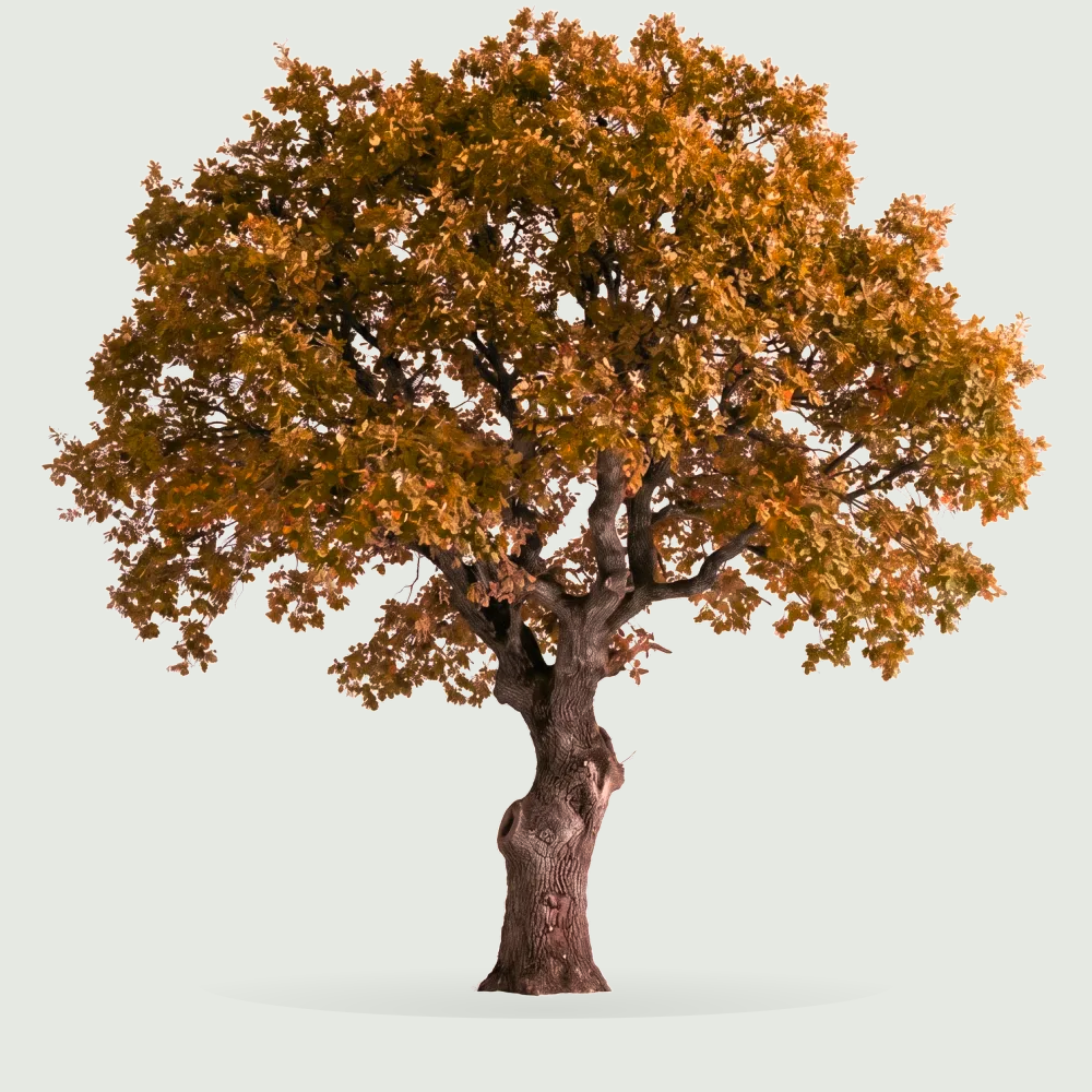 Tree #00195