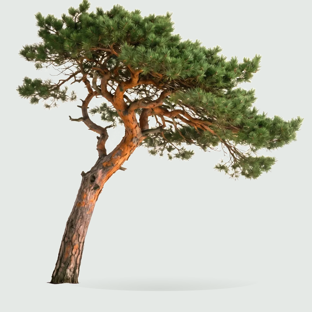 Tree #00196