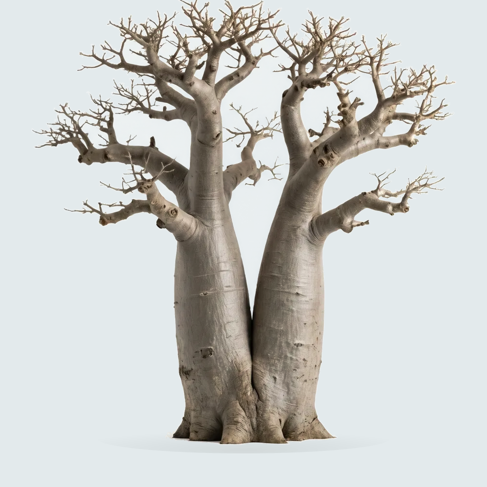 Tree #00197