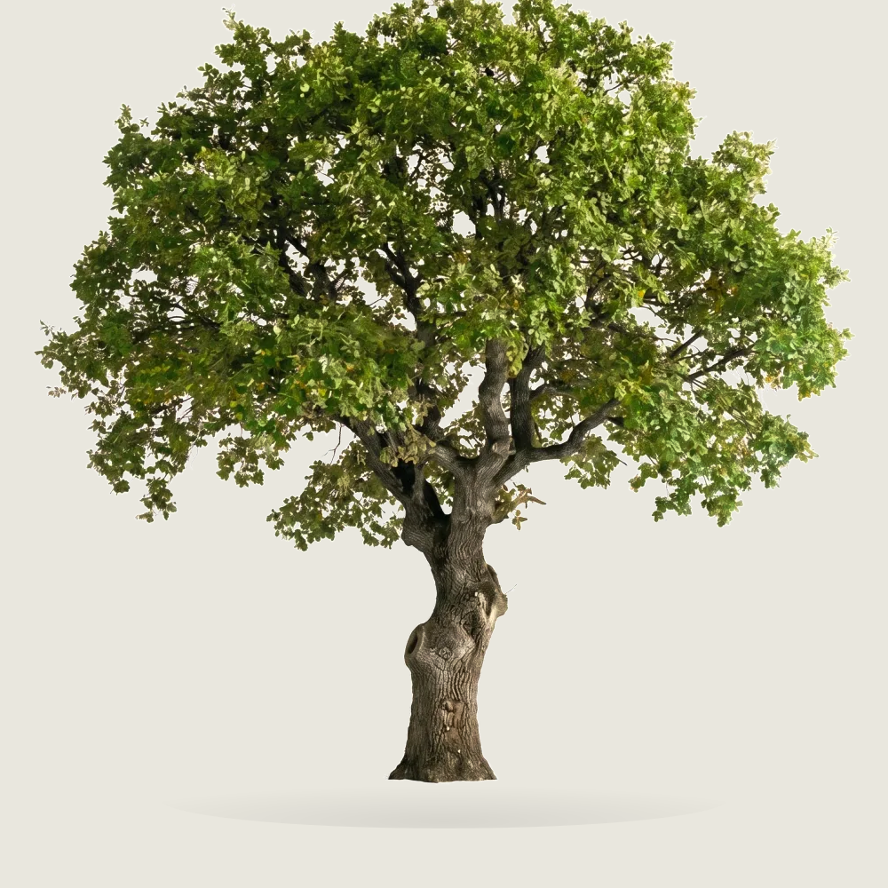 Tree #00200