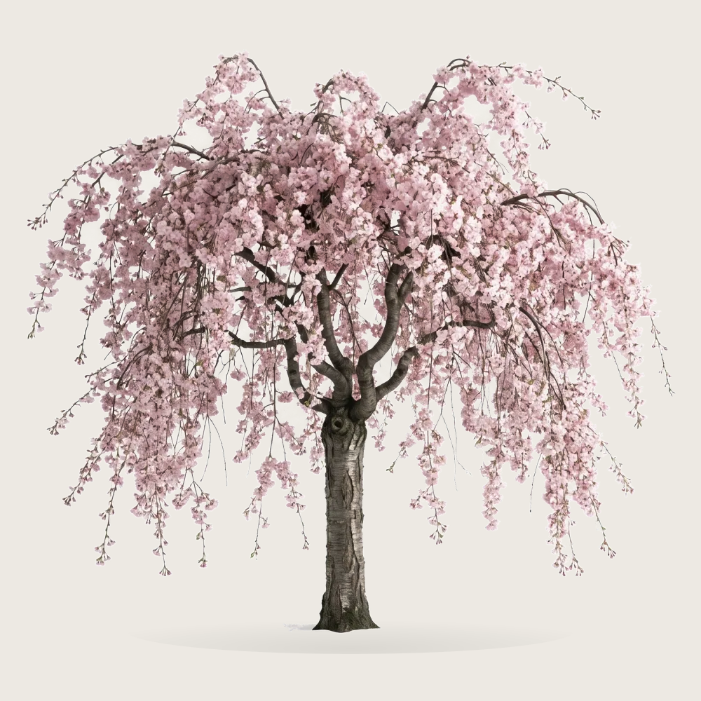 Tree #00003 — Sakura