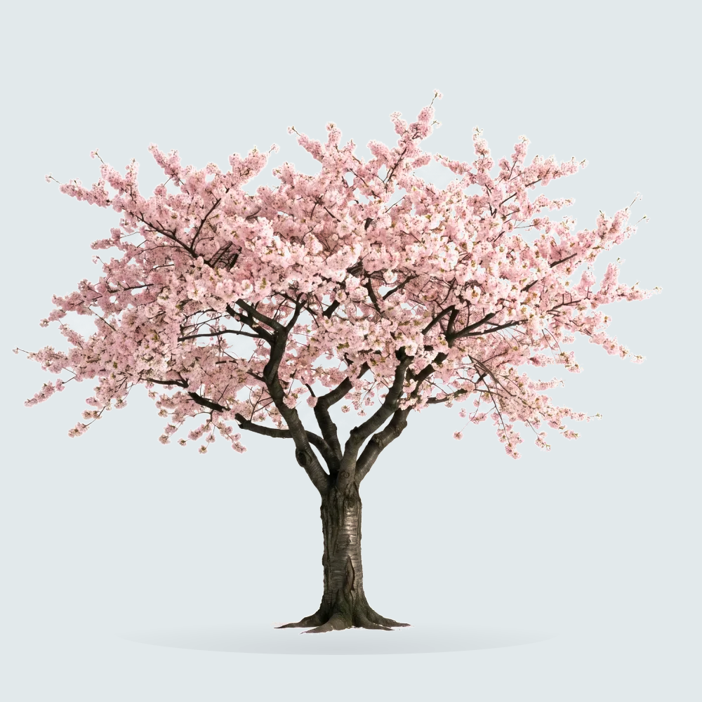 Tree #00021 — Sakura