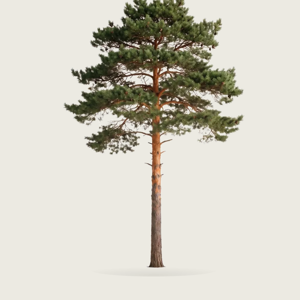 Tree #00201