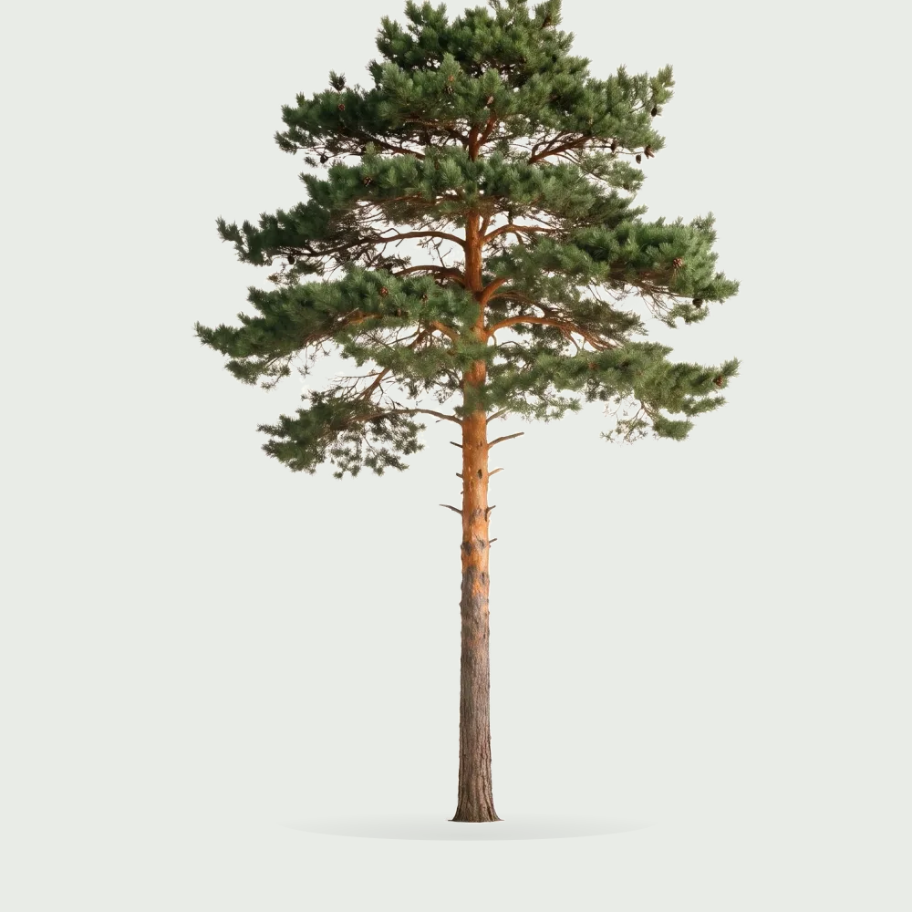 Tree #00202