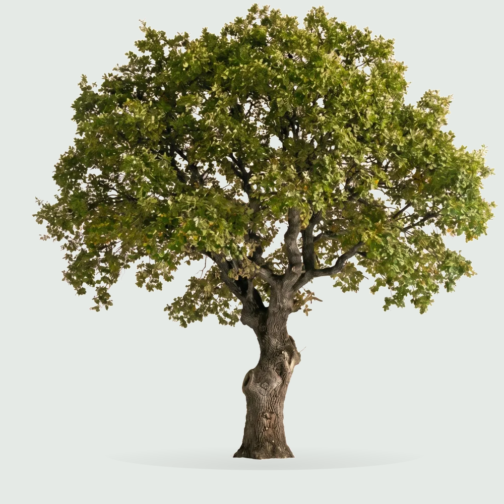 Tree #00203