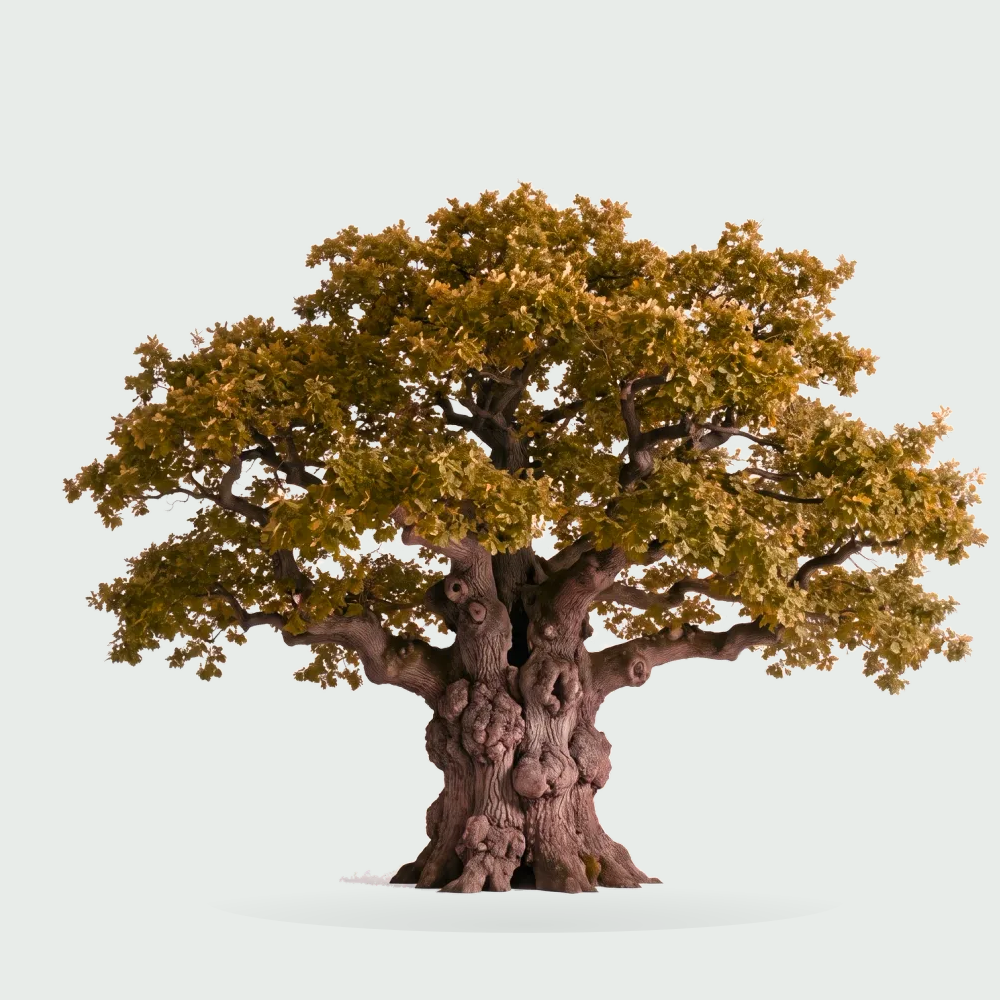 Tree #00205