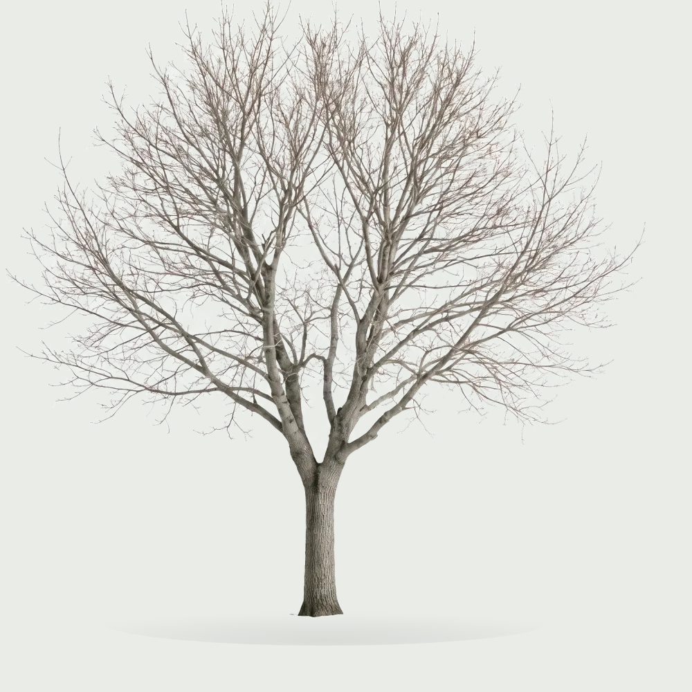 Tree #00206