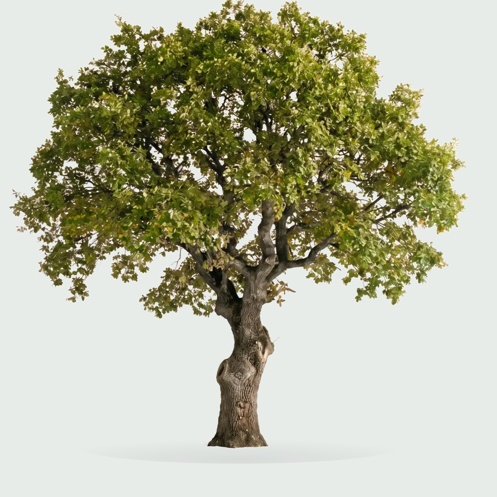 Tree #00022 — Oak