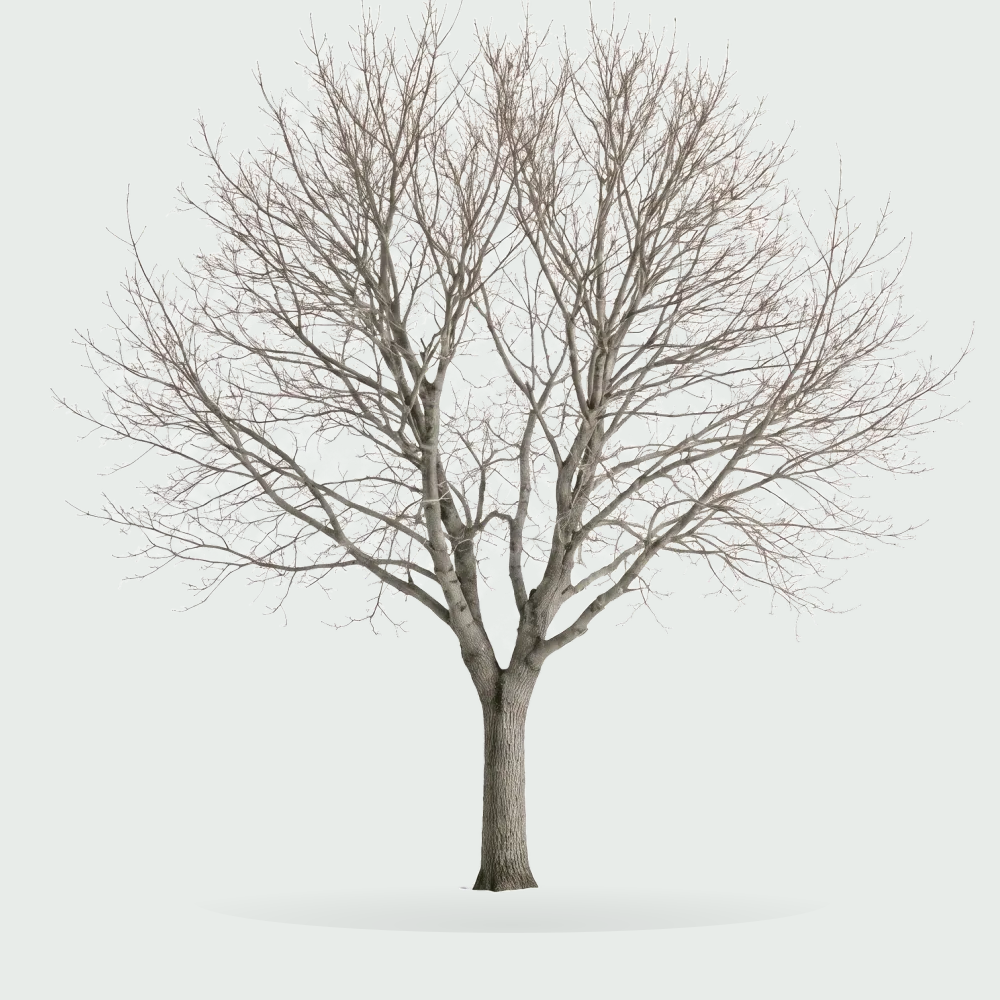 Tree #00211